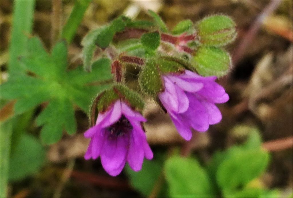 Geranium molle o geranium pusillum?